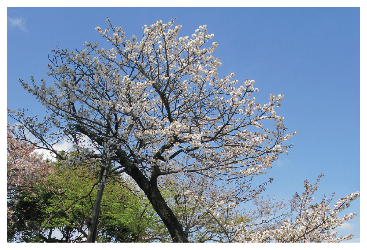 長勝院旗桜